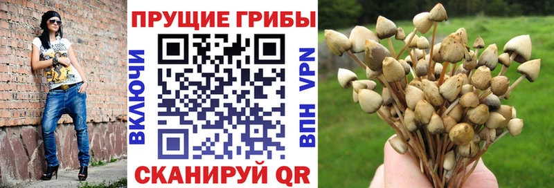 Галлюциногенные грибы Psilocybe  Курчалой 